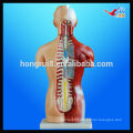 ISO 42-CM 18-part Unisex Human Torso Model, Teaching Torso model